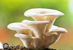 White Oyster Mushroom