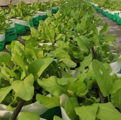 Super Spinach ( 250 GMS)