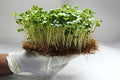 Arugula Microgreen - (120 gm)