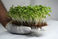 Broccoli Microgreen - 130gms