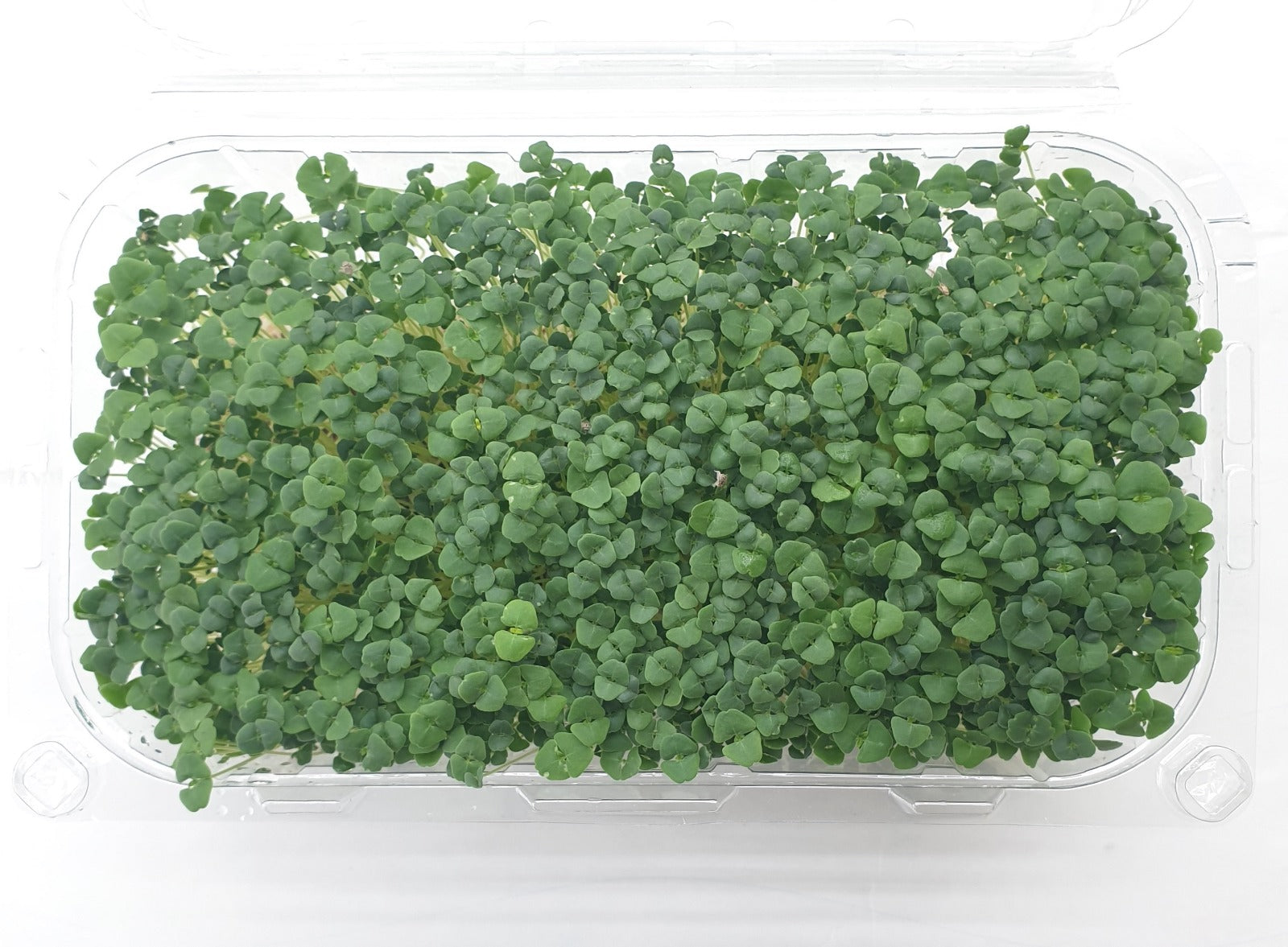 Chia Microgreen -(100gms)