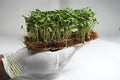 Mustard  Microgreen -(130 gms)
