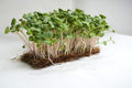 Radish China Rose Microgreen (150 gms)