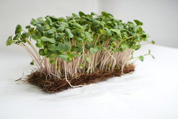 Radish China Rose Microgreen (150 gms)