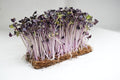 Radish Purple Sango Microgreen (150 gms)