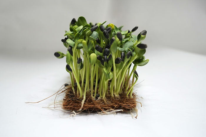 Sunflower Microgreen  - (150 gms)