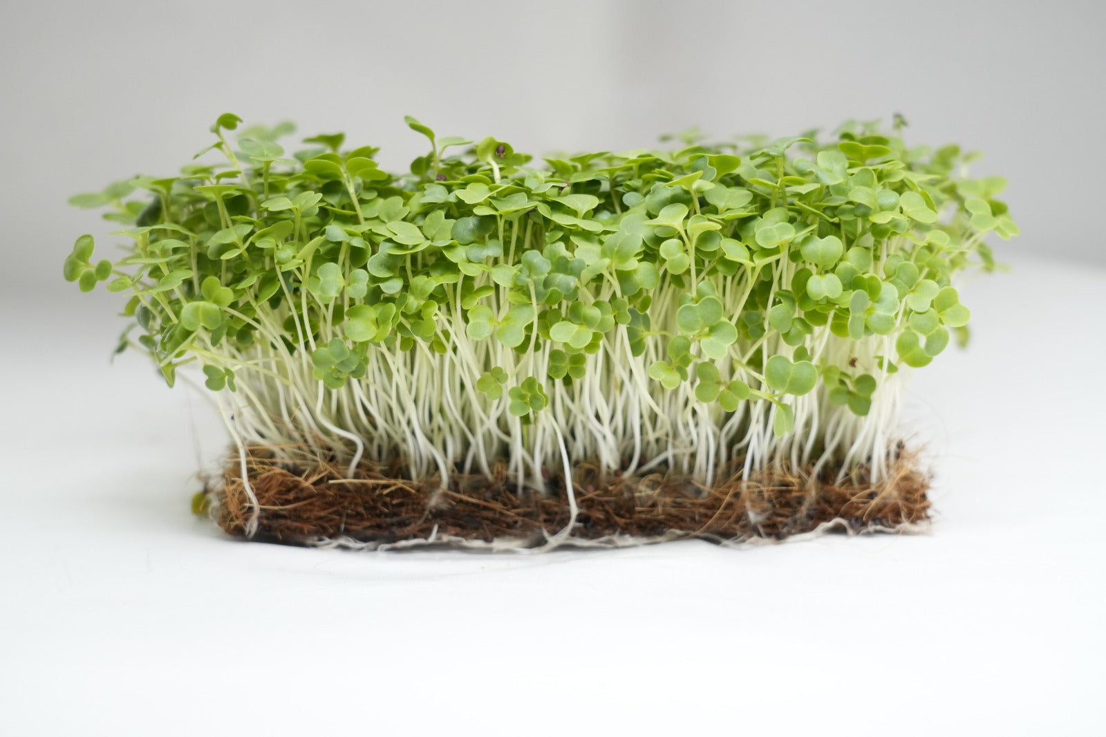 Turnip Microgreen -(130 gms)