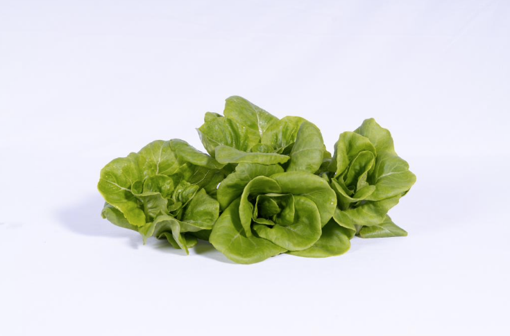 Lettuce Butterhead Green