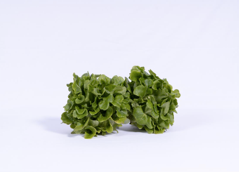 Lettuce Salanova Green