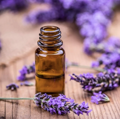 Lavender Essential Oil
