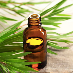Tea Tree Essential Oil