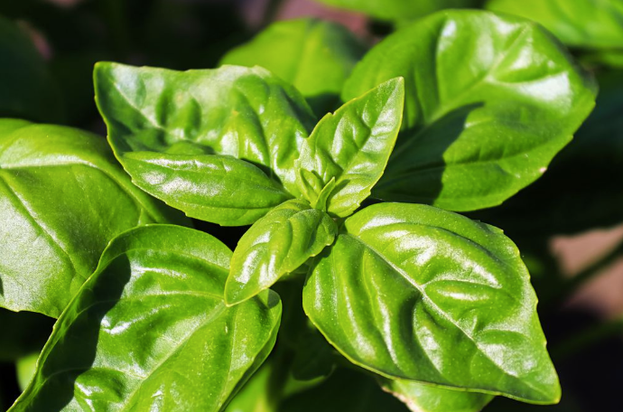 Basil (50 GMS)