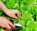 Organic Lettuce Leaves (250 GMS)